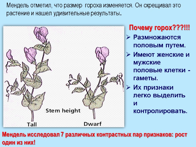 Мендель отметил, что размер  гороха изменяется. Он скрещивал это растение и нашел удивительные